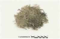 藏品(指葉蘚科)的圖片